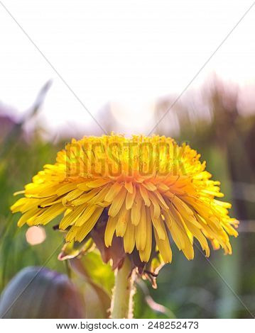 Dandelion In The Grass. Spring, Spring Flowers, Place For Text
