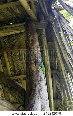 Cuban Male Lizard Allisons Anole (anolis Allisoni), Also Known As The Blue-headed Anole - Varadero, 