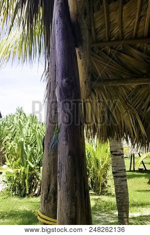 Cuban Male Lizard Allisons Anole (anolis Allisoni), Also Known As The Blue-headed Anole - Varadero, 