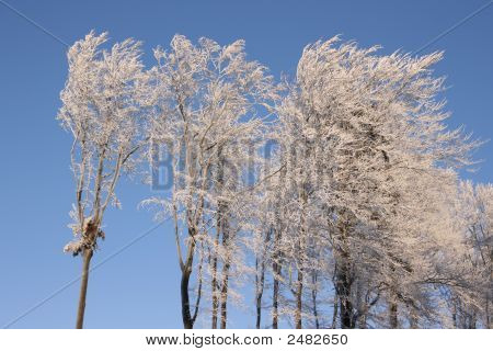 Bevroren bomen