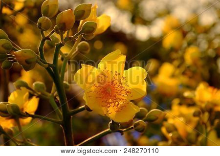 Buttercup Tree Blossom Bright  In Yellow