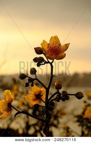 Buttercup Tree Blossom Bright  In Yellow
