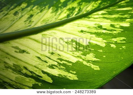 Natural Leaf Abstract Texture Background In The Tropicle Forest.