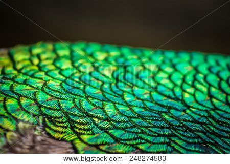 Abstract Background Image Of A Close Up View Of Peacock Feathers