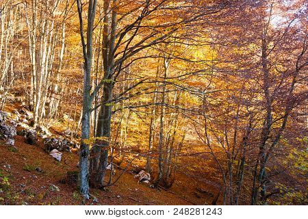 Trees In Autumn Season Background