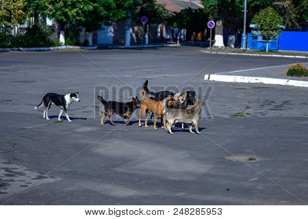 Flock Of Stray Homeless Dogs On A City Street