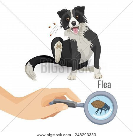 Flea Poster With Scratching Dog And Insect. Human Hand Holding Magnifying Glass Allowing To See Para