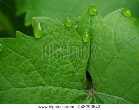 Young Green Grape Vine Branch During Spring. Detailed Young Grape Vine Leaf