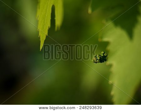 Bunch Of Green Unripe White Grapes In Leaves Growing. Selective Focus, Shallow Dof.