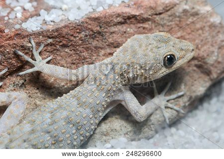 Portrait Of Kotschy's Gecko, Mediodactylus Kotschyi