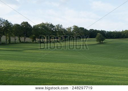 Tree On A Green Meadow