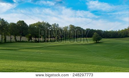 Tree On A Green Meadow