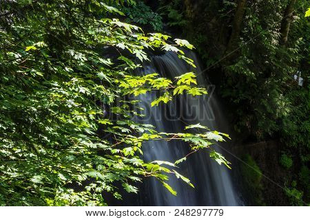 Waterfall And Large Leaf Maple Trees In Western Washington State