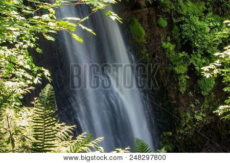 Waterfall And Large Leaf Maple Trees In Western Washington State