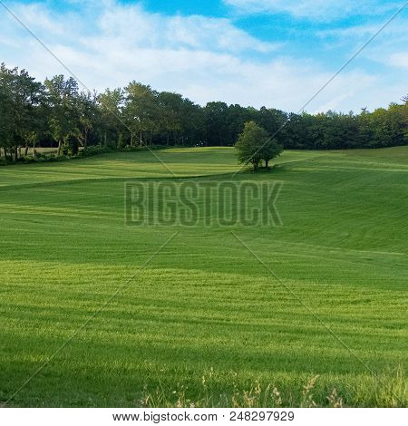 Tree On A Green Meadow