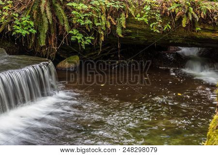 Waterfall And Large Leaf Maple Trees In Western Washington State