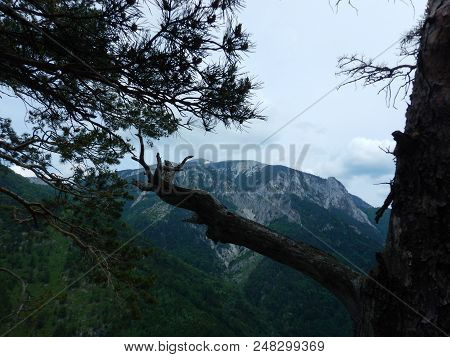 Pine Tree On A Rock