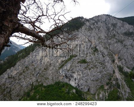 Pine Tree On A Rock