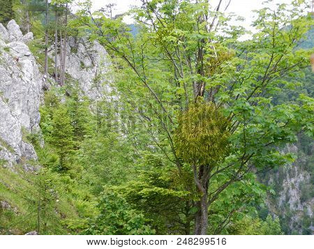 Pine Tree On A Rock