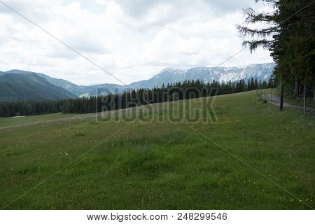 Tree On A Green Meadow