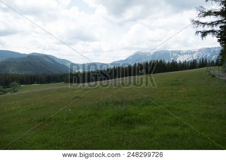 Tree On A Green Meadow