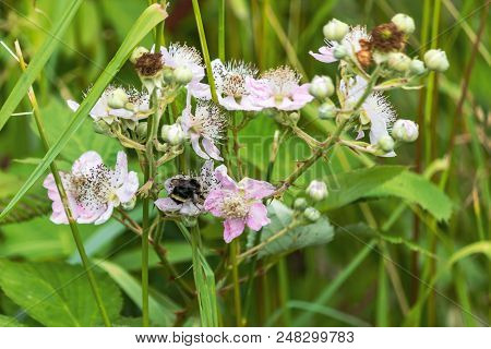 Pale Pink Flowers Of Wild Blackberry In Pacific Northwest