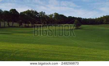 Tree On A Green Meadow