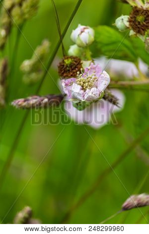 Pale Pink Flowers Of Wild Blackberry In Pacific Northwest