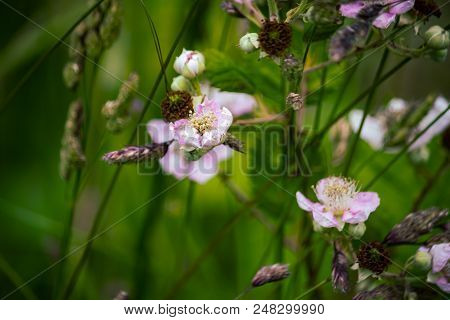Pale Pink Flowers Of Wild Blackberry In Pacific Northwest