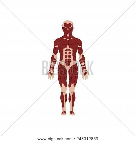 Human Skeletal System, Anatomy Of Human Body Vector Illustration Isolated On A White Background.