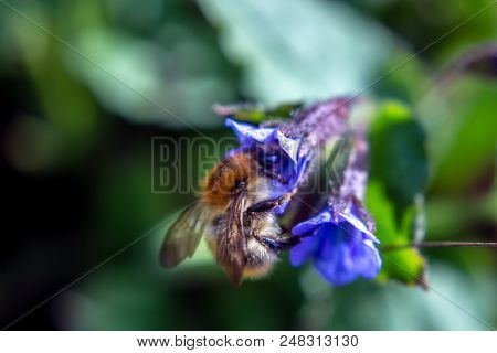 Bumblebee On Lungwort Bloom Close Up Nature Insects