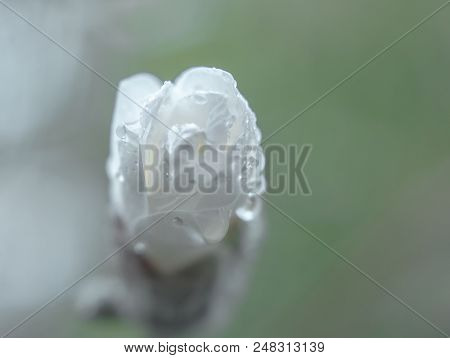 Star Magnolia Flower Bud With Raindrops Nature Spring Background