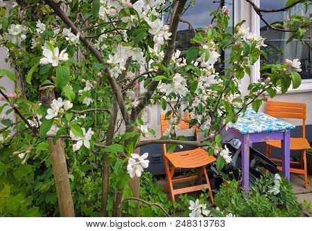 Garden In Spring