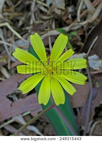 Hieracium Gronovii Flower, Seasonal Wild Flower, Nature