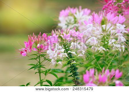 Beautiful Cleome Spinosa Or Spider Flower In The Garden
