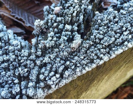 Closeup Of Frozen Plant