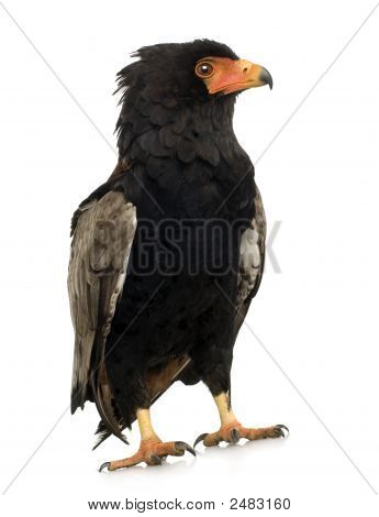 Bateleur (10 Jahre) Terathopius ecaudatus