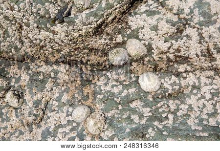 Limets And Barnacles On Rock At Low Tide
