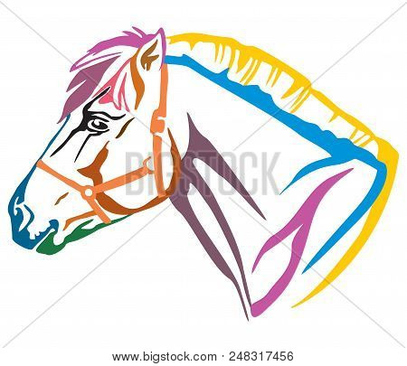 Colorful Decorative Portrait In Profile Of Norwegian Fjord Pony, Vector Illustration In Different Co