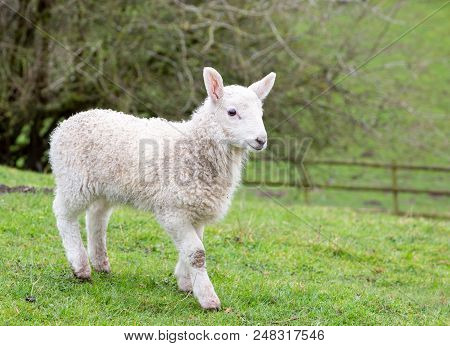 Young Welsh Mountain Sheep Lamb Ambling Across A Field