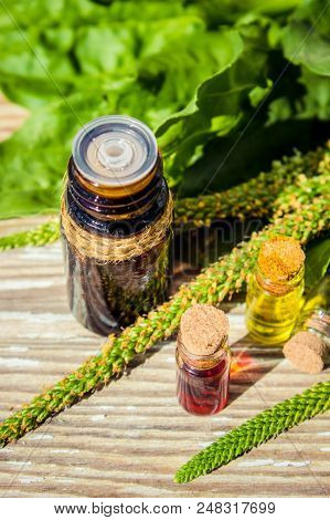 Essential Oil Of Plantain In A Small Bottle. Selective Focus.