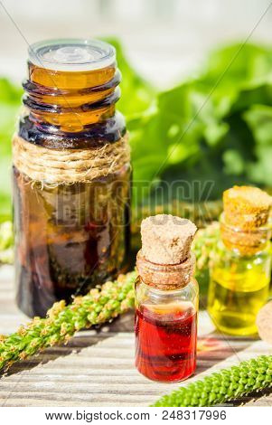 Essential Oil Of Plantain In A Small Bottle. Selective Focus.