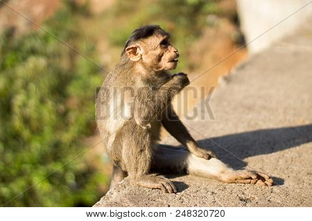 Young Monkey Sitting And Waiting For Food