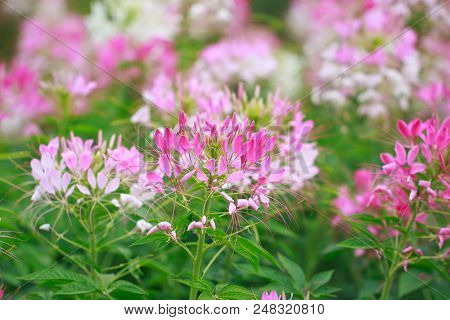 Beautiful Cleome Spinosa Or Spider Flower In The Garden