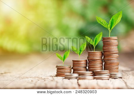 Tree Growing On Coins Stack With Sun Ray For Saving Money Concept