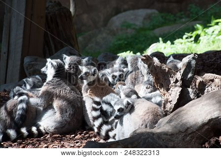 Family Of Cute Lemurs, Ring-tailed, Outdoor Shot