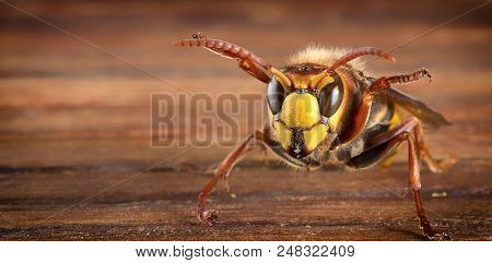 Huge European Hornet. Dangerous Predatory Insect. Close Up