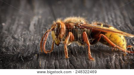 Huge European Hornet. Dangerous Predatory Insect. Close Up