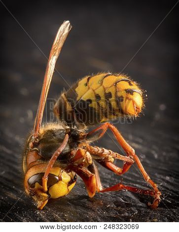 Huge European Hornet. Dangerous Predatory Insect. Close Up