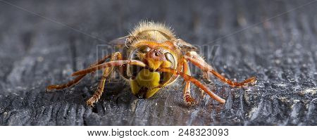 Huge European Hornet. Dangerous Predatory Insect. Close Up